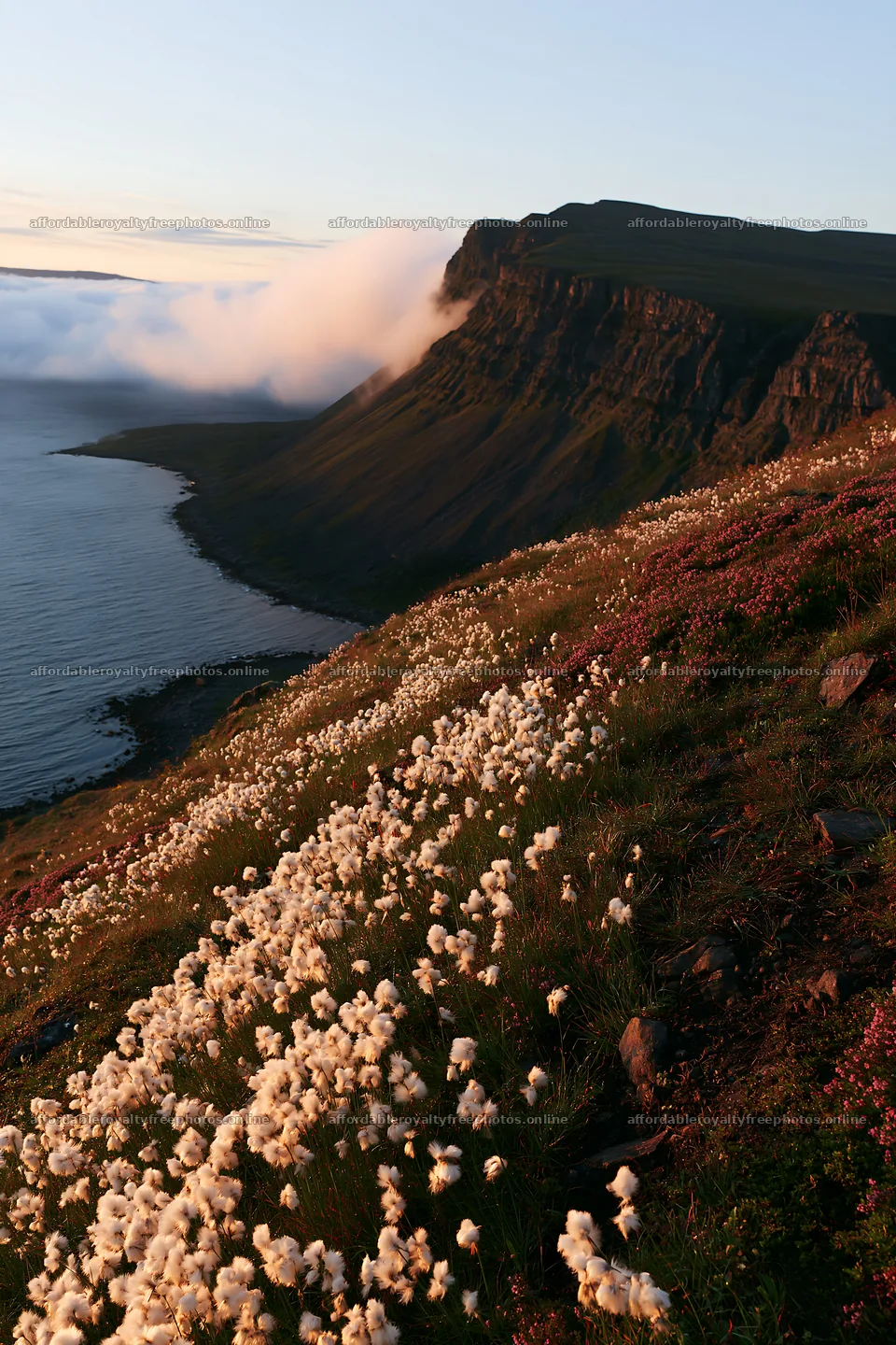 Coastal meadow cliffs with white flowers at sunset – royalty-free photos 6480x9722