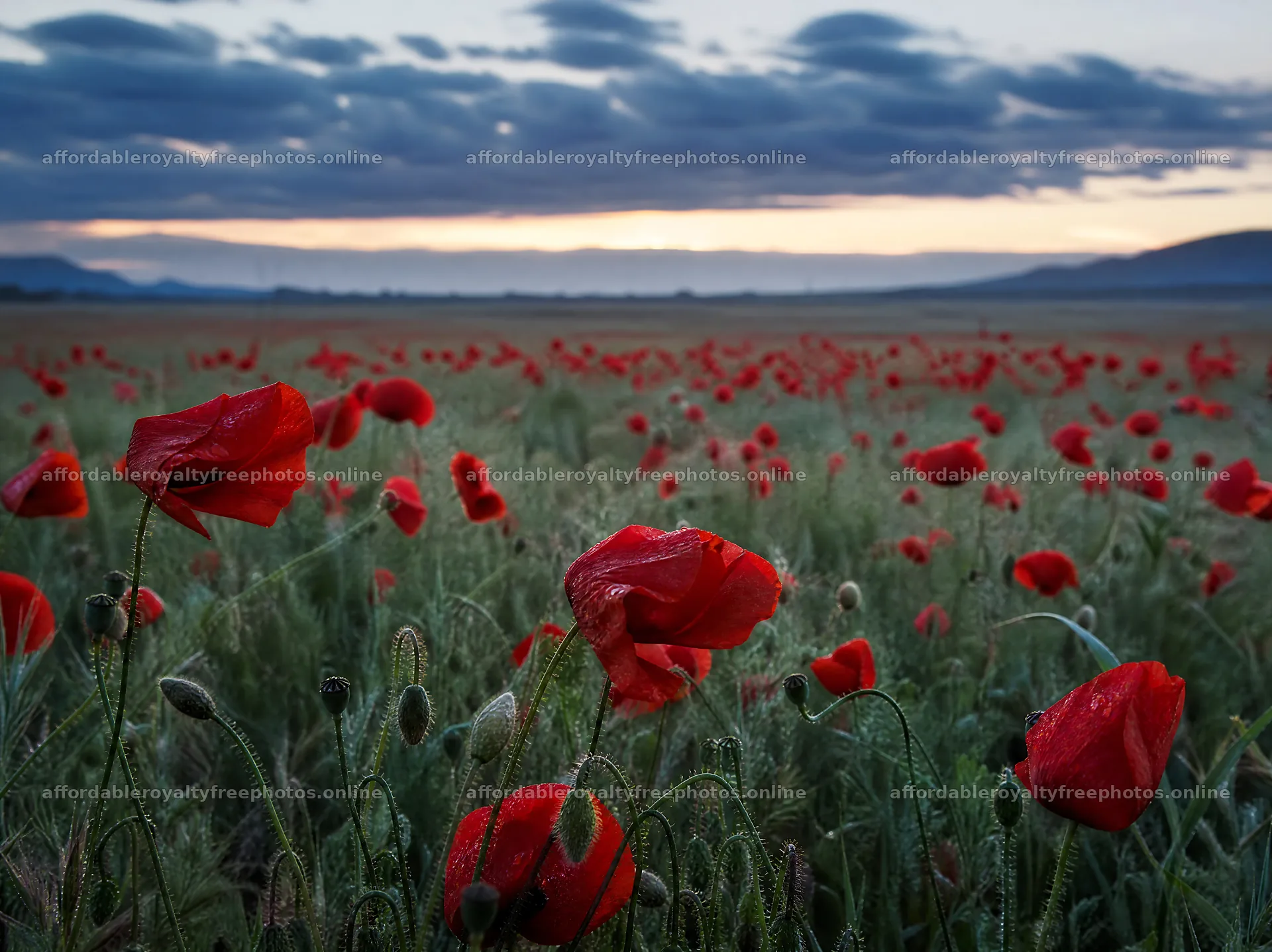 Dewy meadow filled with bright red poppy flowers at dawn – royalty-free photos 9172x6868