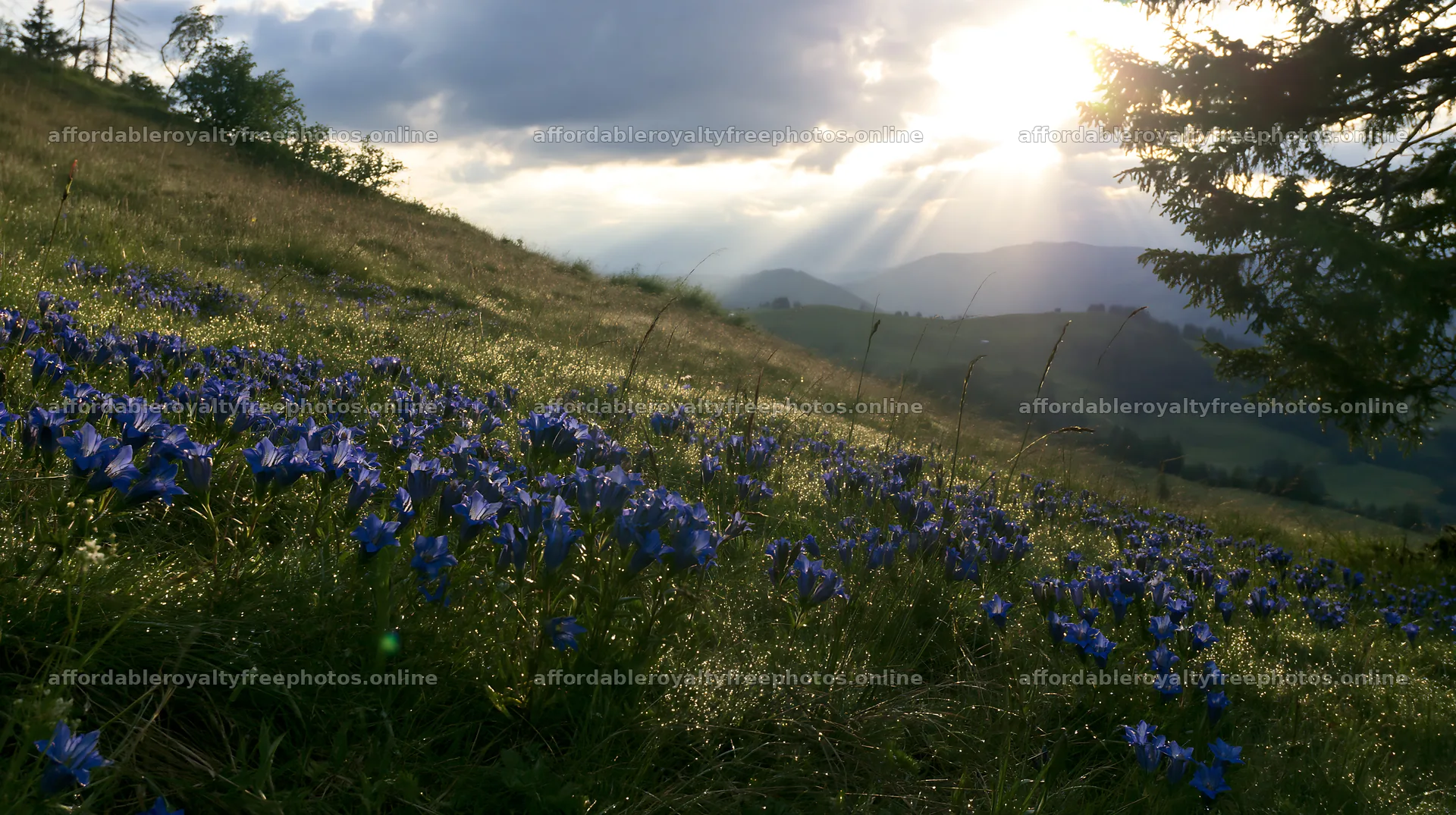Christmas tree in meadow under cloud-filtered rays of – royalty-free photos 10608x5938