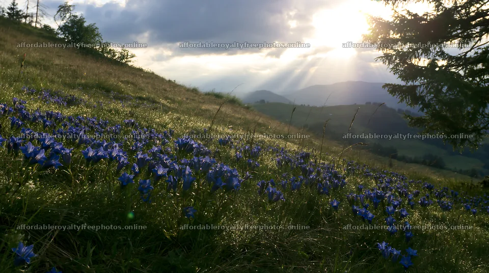 Christmas tree in meadow under cloud-filtered rays of – royalty-free photos 10608x5938