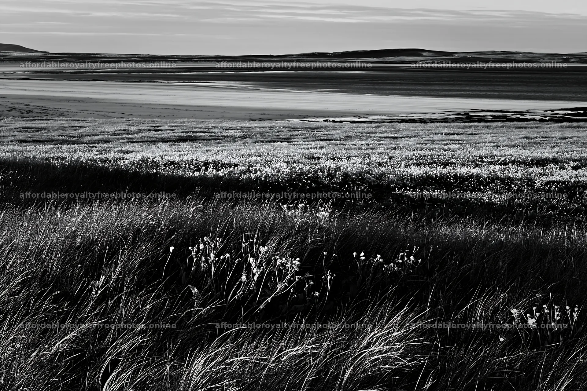 Coastal meadow with grass and flowers at low tide – royalty-free photos 9722x6480