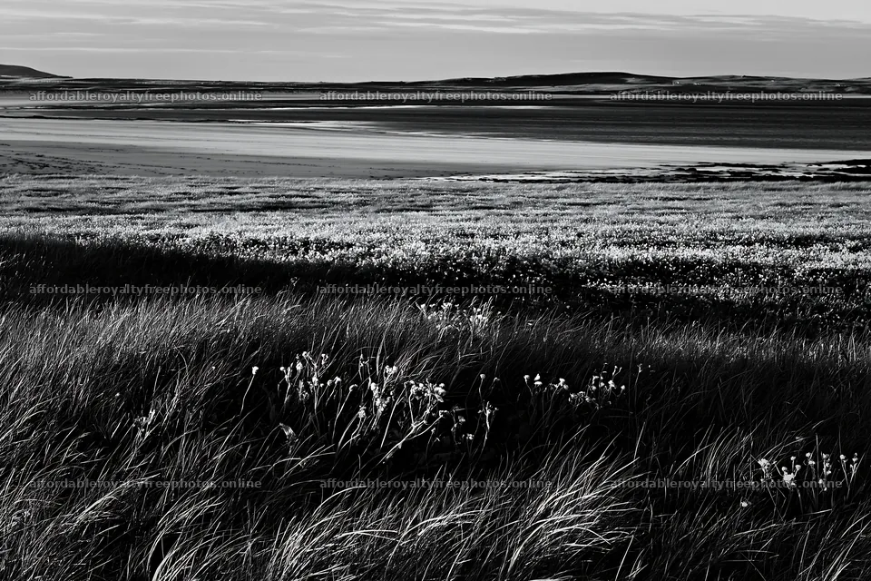 Coastal meadow with grass and flowers at low tide – royalty-free photos 9722x6480
