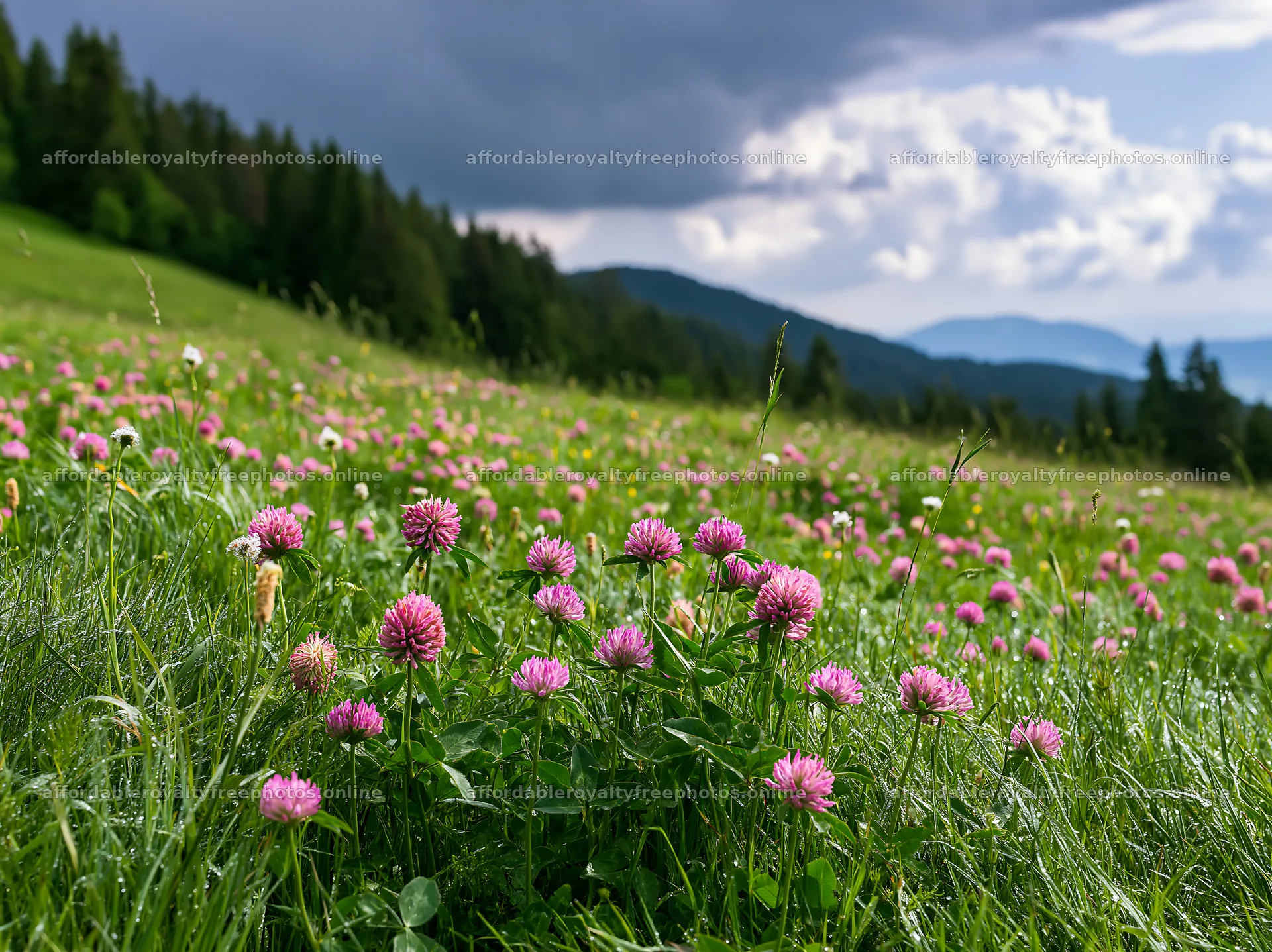Clover meadow with dew and pink flowers in a green – royalty-free photos 9174x6866